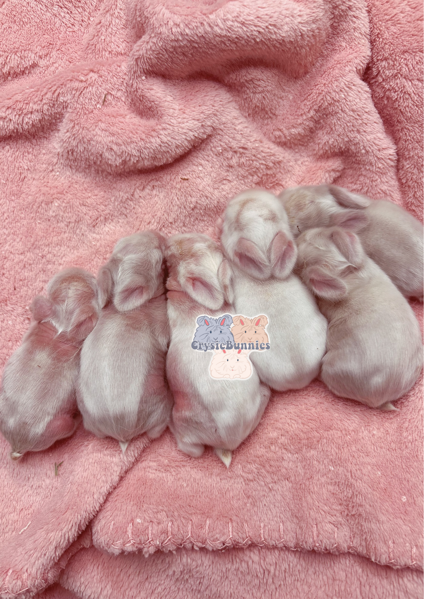 American Teddywidders-Deposit