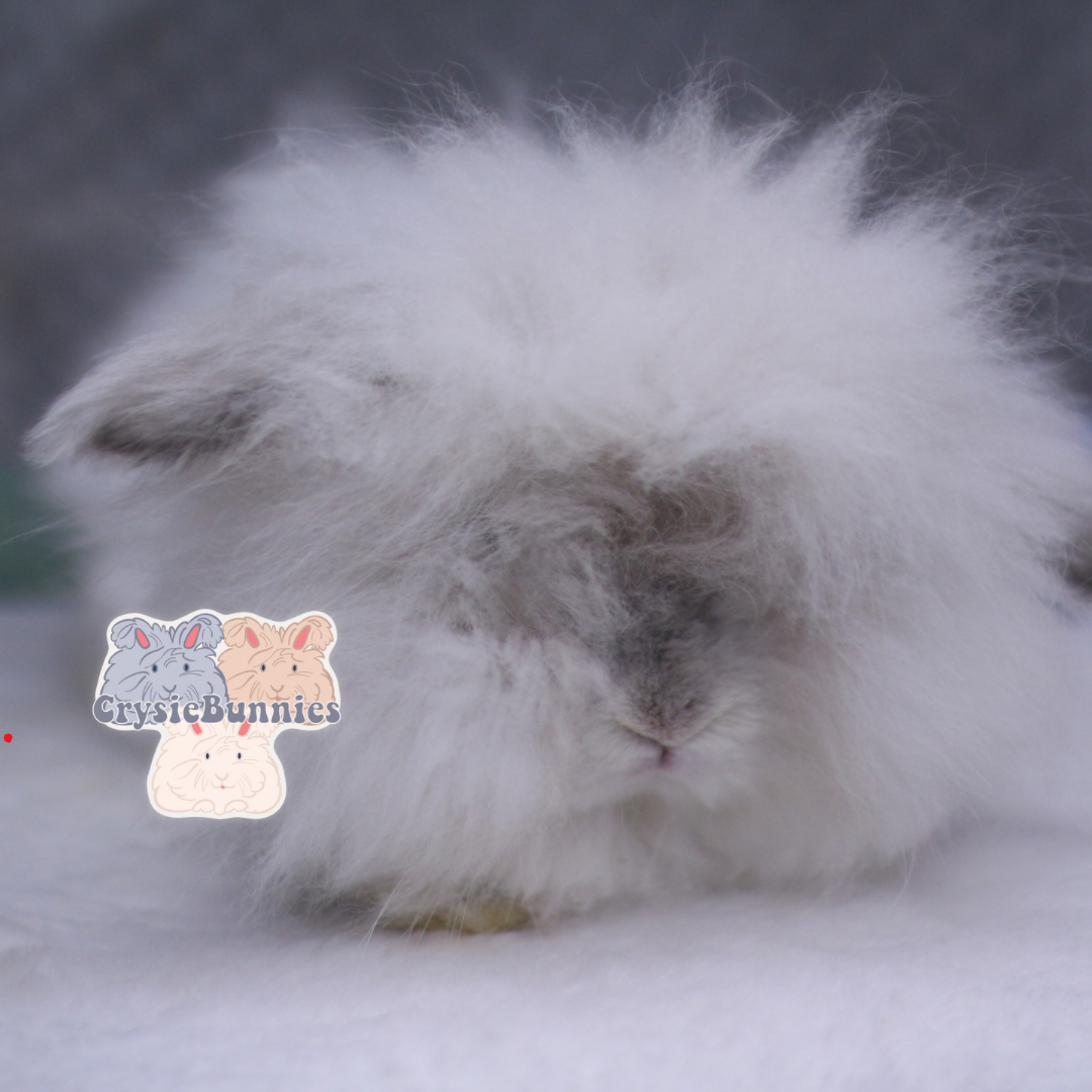 American Teddywidder Waitlist
