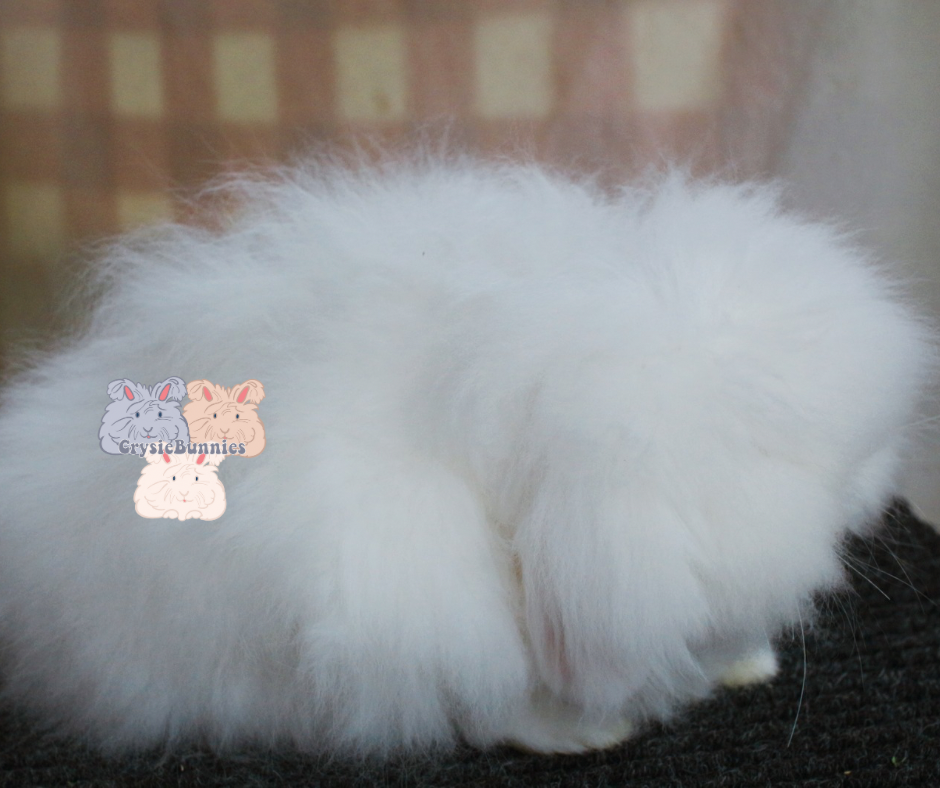 American Teddywidder Waitlist